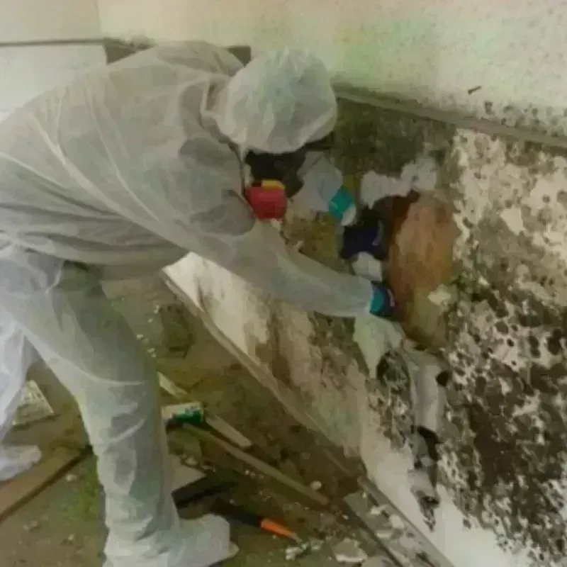 Mold Remediation and Removal in Hillsborough, CA